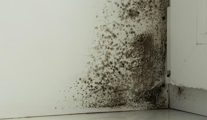 Black mold on the wall conner