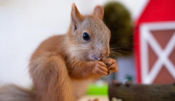 Red squirrel eating seed
